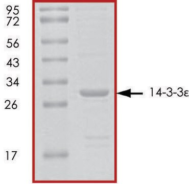 14-3-3 &#949;, untagged human recombinant, expressed in E. coli, &#8805;70% (SDS-PAGE), buffered aqueous glycerol solution