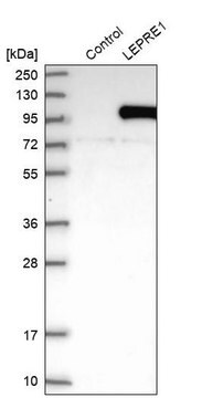 Anti-P3H1 antibody produced in rabbit Prestige Antibodies&#174; Powered by Atlas Antibodies, affinity isolated antibody, buffered aqueous glycerol solution