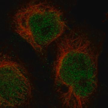 Monoclonal Anti-Bcl11A Antibody Produced In Mouse Prestige Antibodies&#174; Powered by Atlas Antibodies, clone CL13501, affinity isolated antibody, buffered aqueous glycerol solution