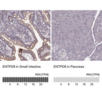 Anti-ENTPD8 antibody produced in rabbit Prestige Antibodies&#174; Powered by Atlas Antibodies, affinity isolated antibody, buffered aqueous glycerol solution