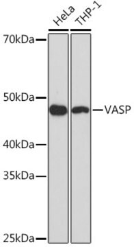 Anti-VASP Antibody, clone 6Q3M0, Rabbit Monoclonal