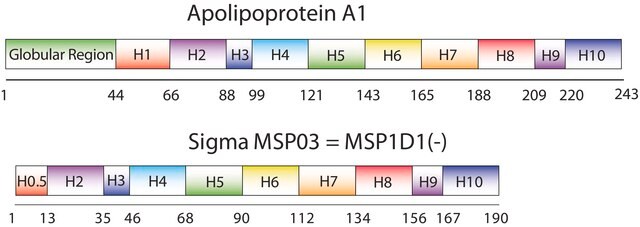 Białko rusztowania błonowego 1D1(-) recombinant, expressed in E. coli, buffered aqueous solution