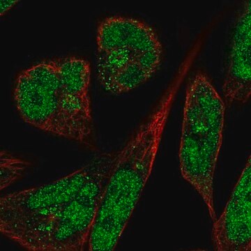 Anti-PANK3 antibody produced in rabbit Prestige Antibodies&#174; Powered by Atlas Antibodies, affinity isolated antibody