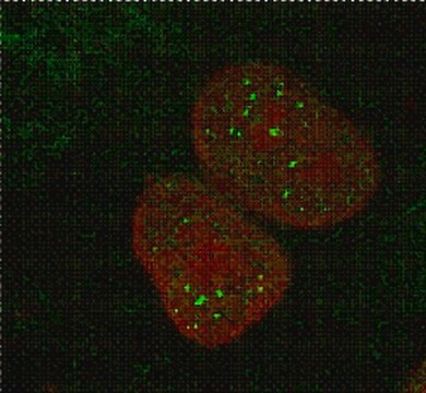 Anticuerpo anti-MBNL1, clon 4A8 clone 4A8, from mouse