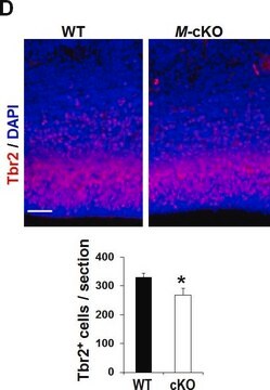 Anticorpo anti-Tbr2 from rabbit, purified by affinity chromatography