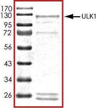 ULK1 (1-649)、活性型、GSTタグ融合 ヒト PRECISIO&#174; Kinase, recombinant, expressed in baculovirus infected Sf9 cells, &#8805;70% (SDS-PAGE), buffered aqueous glycerol solution