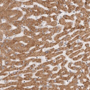 Anti-CERS2 antibody produced in rabbit Prestige Antibodies&#174; Powered by Atlas Antibodies, affinity isolated antibody, buffered aqueous glycerol solution