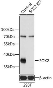 Anti-SOX2 antibody produced in rabbit