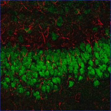 Anti-Mouse IgG (H+L), CF&#8482;633 F(ab&#8242;)2 fragment of antibody produced in goat ~2&#160;mg/mL, affinity isolated antibody, buffered aqueous solution