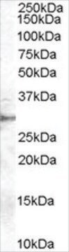 Anti-DDAH2 antibody produced in goat affinity isolated antibody, buffered aqueous solution