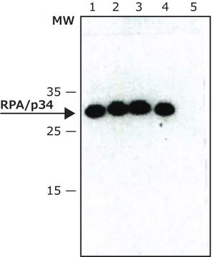 Monoclonal Anti-RPA/p34 in Maus hergestellte Antikörper ~2&#160;mg/mL, clone 9H8, purified immunoglobulin, buffered aqueous solution