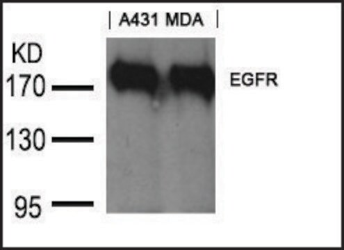 Anti-EGFR (Ab-1197) antibody produced in goat affinity isolated antibody