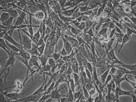 MS5-mDLL1 Stromal Cell Line The MS5-mDLL1 stromal cell line is used in a serum-free artificial thymic organoid (ATO) system to generate mature T-cells from human hematopoietic stem and progenitor cells.