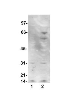 Anti-Nitrotyrosine Antibody, clone 1A6, Alexa Fluor&#8482; 555 conjugate clone 1A6, Upstate&#174;, from mouse