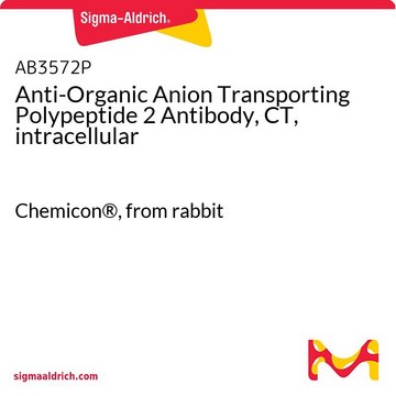 Przeciwciało anty-Organic Anion Transporting Polypeptide 2, CT, wewnątrzkomórkowe Chemicon&#174;, from rabbit