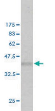 Monoclonal Anti-EXT2 antibody produced in mouse clone 3G6, purified immunoglobulin, buffered aqueous solution