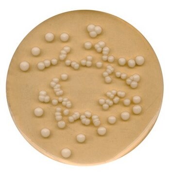 Agar ziemniaczano-dekstrozowy GranuCult&#174; prime, USP, APHA, granular, suitable for pharmaceutical