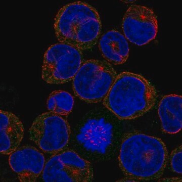 Anti-CLEC5A antibody produced in rabbit Prestige Antibodies&#174; Powered by Atlas Antibodies, affinity isolated antibody