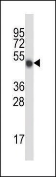 抗-小鼠MLKL（C-端） 兔抗 IgG fraction of antiserum, buffered aqueous solution