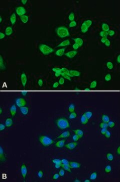 Monoclonal Anti-&#946;-COP antibody produced in mouse clone maD, ascites fluid