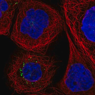 Anty-F3 Prestige Antibodies&#174; Powered by Atlas Antibodies, affinity isolated antibody