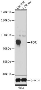 Anti-POR antibody produced in rabbit