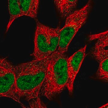 Anti-DHRS12 antibody produced in rabbit Prestige Antibodies&#174; Powered by Atlas Antibodies, affinity isolated antibody