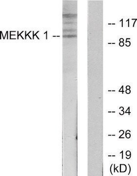 Anti-MEKKK 1 antibody produced in rabbit affinity isolated antibody