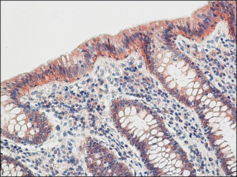 Anti-Claudin-4 (C-terminal) antibody produced in rabbit affinity isolated antibody