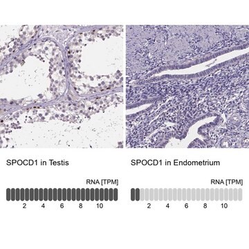 Anti-SPOCD1 antibody produced in rabbit Prestige Antibodies&#174; Powered by Atlas Antibodies, affinity isolated antibody, buffered aqueous glycerol solution