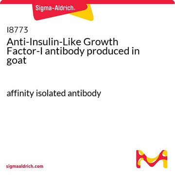 抗インスリン様成長因子-I ヤギ宿主抗体 affinity isolated antibody