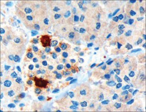 抗膵臓ポリペプチド/PPY ヤギ宿主抗体 affinity isolated antibody, buffered aqueous solution