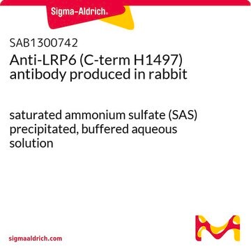 Anti-LRP6 (C-term H1497) antibody produced in rabbit saturated ammonium sulfate (SAS) precipitated, buffered aqueous solution