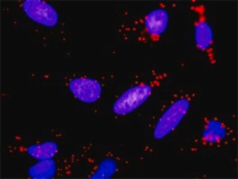 Anti-PGF antibody produced in rabbit purified immunoglobulin, buffered aqueous solution