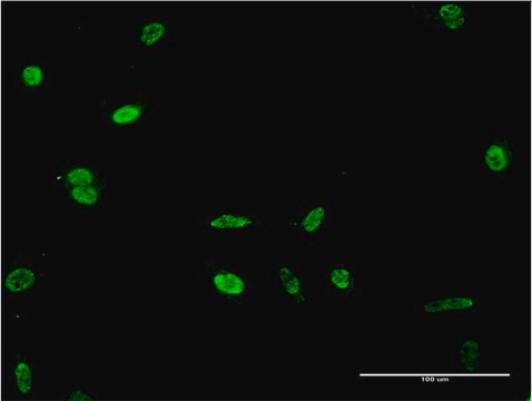 Monoclonal Anti-HES2 antibody produced in mouse clone 3H1, purified immunoglobulin, buffered aqueous solution