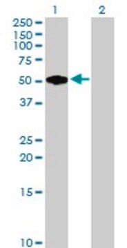 Anti-FMOD antibody produced in mouse purified immunoglobulin, buffered aqueous solution