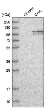 抗GAA ウサギ宿主抗体 Prestige Antibodies&#174; Powered by Atlas Antibodies, affinity isolated antibody, buffered aqueous glycerol solution