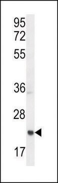 ANTI-ASCL2 (N-TERM) antibody produced in rabbit IgG fraction of antiserum, buffered aqueous solution