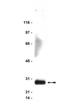 Anticorps anti-FADD, clone&nbsp;1F7 clone 1F7, Upstate&#174;, from mouse