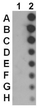 Anti-fosfo-JAK1 (Tyr1022/1023) from rabbit, purified by affinity chromatography