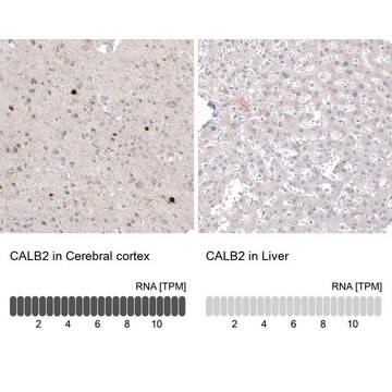 Przeciwciało anty-CALB2 produkowane u myszy Prestige Antibodies&#174; Powered by Atlas Antibodies, clone CL12836, purified by using Protein A, buffered aqueous glycerol solution