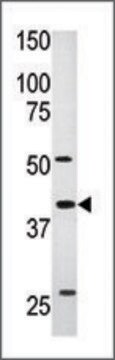 Anti-ART5 (C-term) antibody produced in rabbit IgG fraction of antiserum, buffered aqueous solution