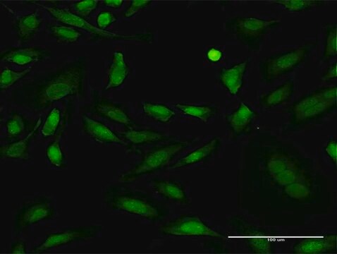 ANTI-PRKCD antibody produced in mouse clone 8E12, purified immunoglobulin, buffered aqueous solution