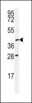 ANTI-USP50 (CENTER) antibody produced in rabbit affinity isolated antibody, buffered aqueous solution