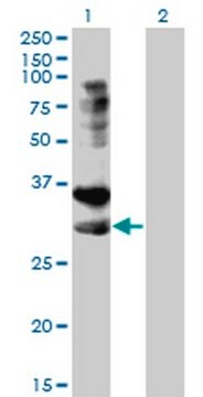 Anti-TNFRSF14 Mouse mAb (2G6-2C7) liquid, clone 2G6-2C7, Calbiochem&#174;