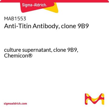 Anti-Titin Antibody, clone 9B9 culture supernatant, clone 9B9, Chemicon&#174;