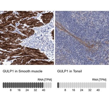 Anti-GULP1 antibody produced in rabbit Prestige Antibodies&#174; Powered by Atlas Antibodies, affinity isolated antibody, buffered aqueous glycerol solution