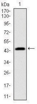 Monoclonal Anti-PBK antibody produced in mouse clone 2C8, ascites fluid