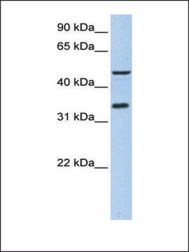 Anti-PIP3-E (AB1) antibody produced in rabbit affinity isolated antibody