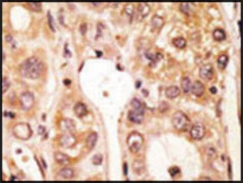 Anti-Mouse Tlr5 (N-term) antibody produced in rabbit IgG fraction of antiserum, buffered aqueous solution